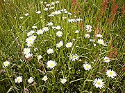 Margeriten am Tannenbaum Margeriten am Tannenbaum
