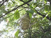 Wespennest am Tannebaum Wespennest am Tannebaum