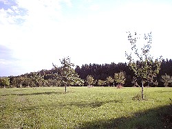 Obstwiese am Tannenbaum Obstwiese am Tannenbaum