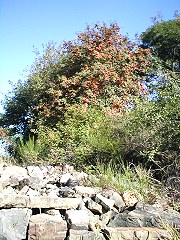 Steinschüttung am Tannenbaum Steinschüttung am Tannenbaum