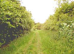 Weg auf dem Tannenbaum Weg auf dem Tannenbaum