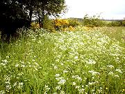 Wiese am Tannenbaum Wiese am Tannenbaum