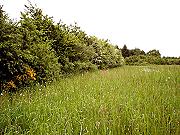 Wiese am Tannenbaum Wiese am Tannenbaum