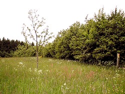 Obstwiese am Tannenbaum Obstwiese am Tannenbaum