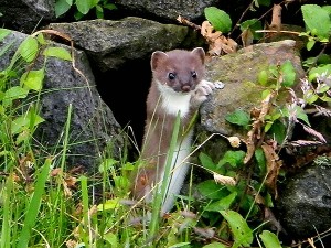 Marder auf dem Grundstück "Am Tannenbaum" in Schwelm