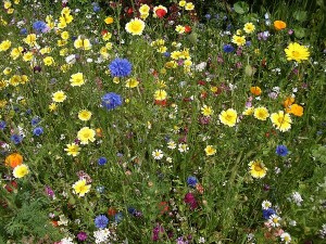 Foto: Michael Wedermann