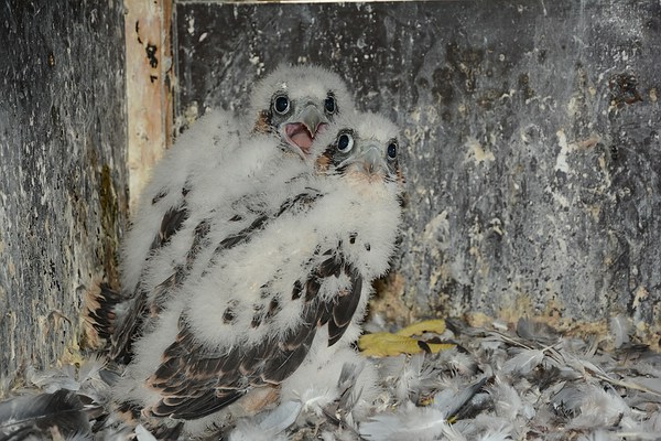 Wanderfalken in Schwelm