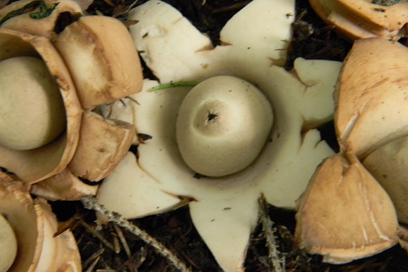 Erdsterne © Michael Treimer