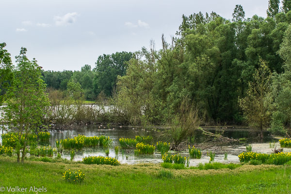Teich auf der Bislicher Insel