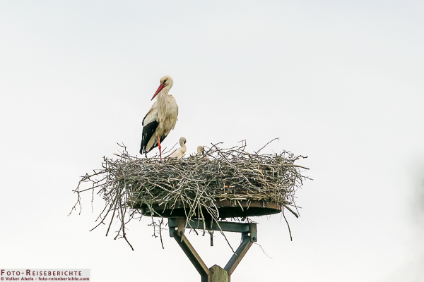 Weißstorch mit Jungtieren