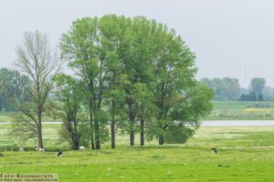 Landschaft auf der Bislicher Insel