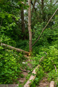 Hier haben Biber einen Baum gefällt