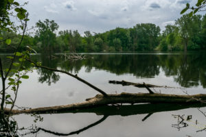 Teich Bislicher Insel