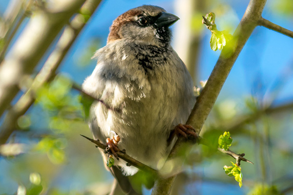 Sperling Foto: Volker Abels - www.agu-schwelm.de