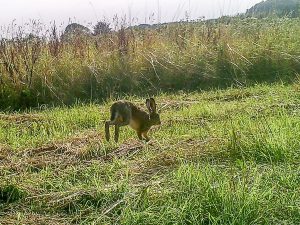 Feldhase auf dem Grundstück "Am Tannenbaum"
