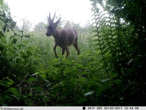 Reh auf dem Grundstück "Am Tannenbaum"