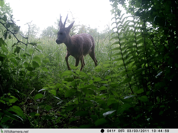 Reh auf dem Grundstück "Am Tannenbaum"