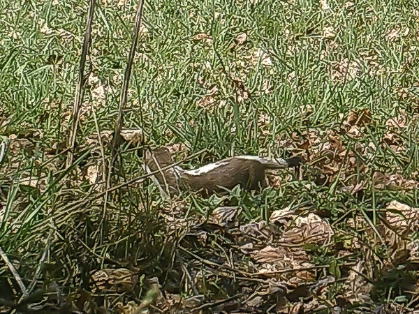Hermelin beim "Kleiderwechsel" auf dem Grundstück "Am Tannenbaum"