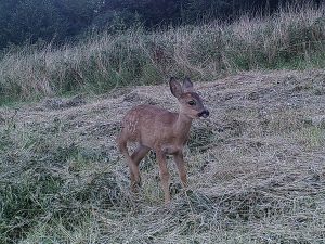 Rehkitz auf dem Grundstück "Am Tannenbaum"