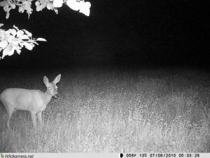 Reh in der Dunkelheit auf dem Grundstück "Am Tannenbaum"