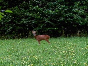 Reh auf dem Grundstück "Am Tannenbaum"