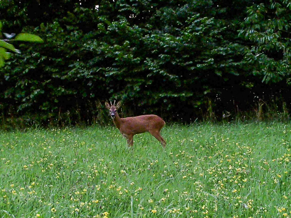 Reh auf dem Grundstück "Am Tannenbaum"