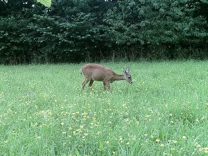 Reh auf dem Grundstück "Am Tannenbaum"