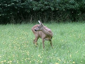 Reh auf dem Grundstück "Am Tannenbaum"