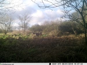 Reh auf dem Grundstück "Am Tannenbaum"
