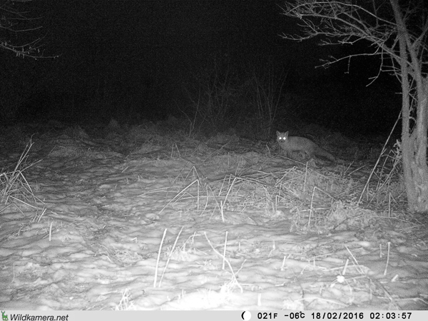 Fuchs in der Dunkelheit Grundstück "Am Tannenbaum" 