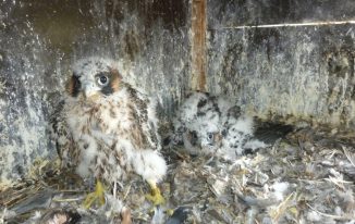 Junge Falken, 32 Tage alt