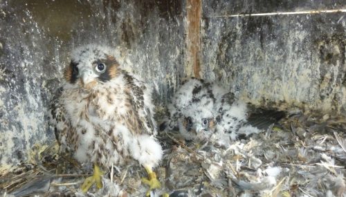 Junge Falken, 32 Tage alt