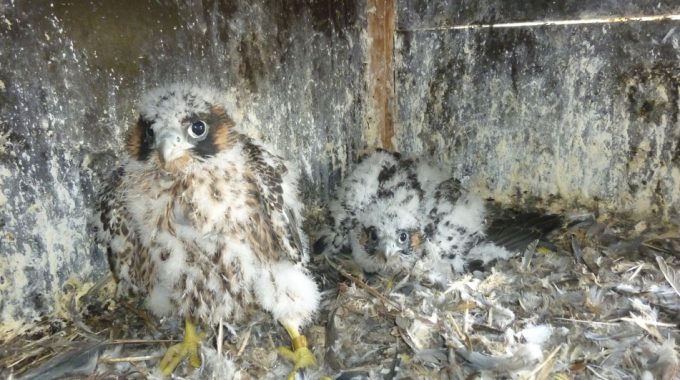 Junge Wanderfalken in Schwelm
