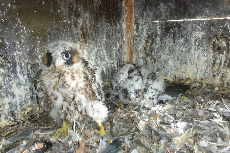 Junge Falken, 32 Tage alt