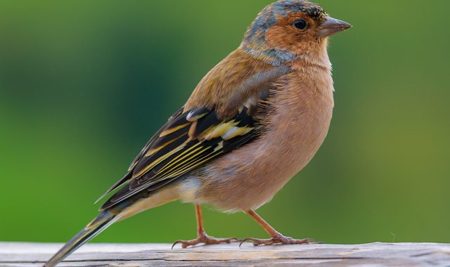 Die Vögel des Biotopverbundes “Am Tannenbaum”