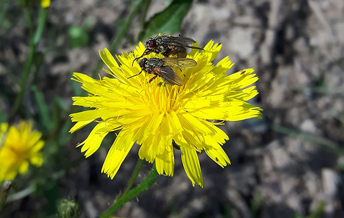 Auch Fliegen auf Loewenzahn gehören zu den Insekten