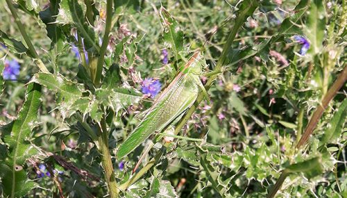 Auch diverse Schrecken fühlen sich in Blumenwiesen wohl