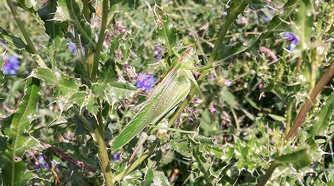 Auftaktveranstaltung “Blüten und Insekten”