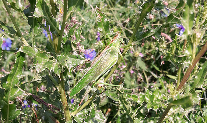 Auch diverse Schrecken fühlen sich in Blumenwiesen wohl. Sei gehören zu den wichtigen Insekten. 