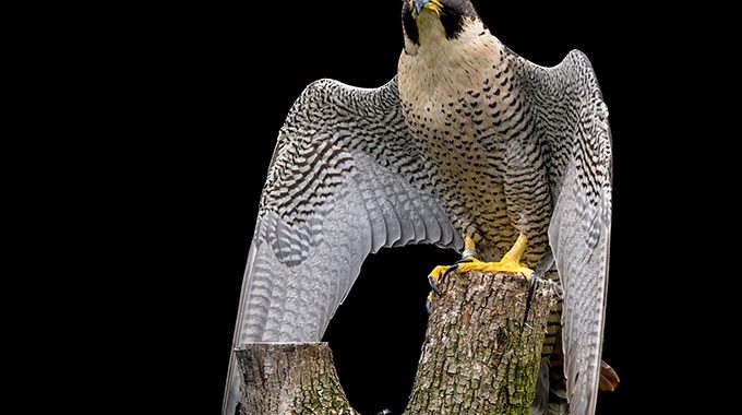 Wanderfalken in Schwelm