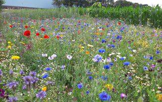Blühstreifen in Linderhausen - www.agu-schwelm.de