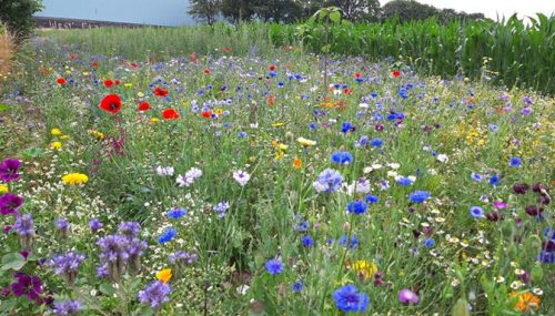 Blühstreifen in Linderhausen - www.agu-schwelm.de