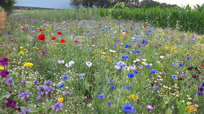 Auch 2021 – Schwelm blüht auf