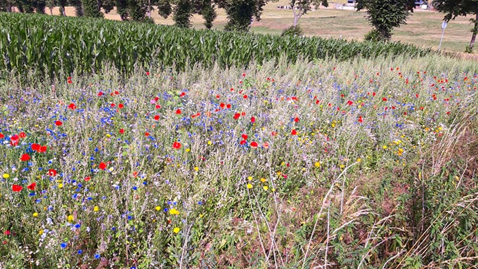 Blühstreifen in Linderhausen