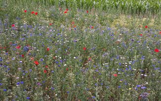 Blühwiese - agu-schwelm.de