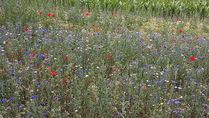 Blühwiese - agu-schwelm.de