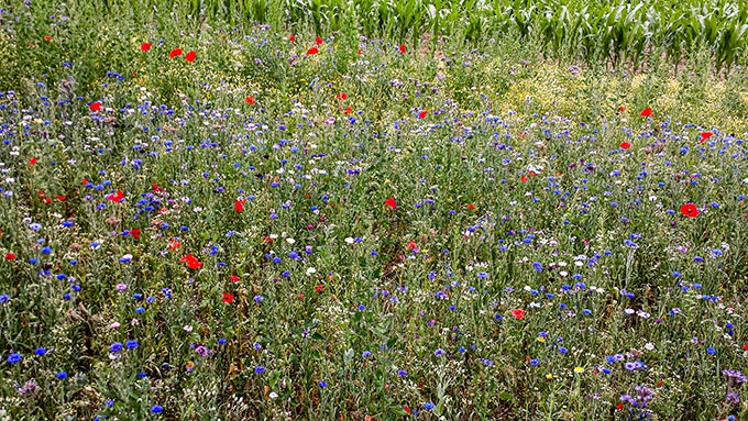 Farbenfrohe Weise in Schwelm - agu-schwelm.de