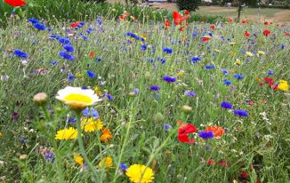Blühwiese in Schwelm-Linderhausen agu-schwelm.de