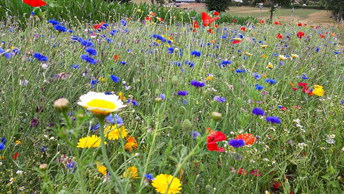 Blühwiese in Schwelm-Linderhausen agu-schwelm.de