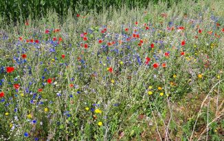 Blühwiese in Schwelm - agu-schwelm.de
